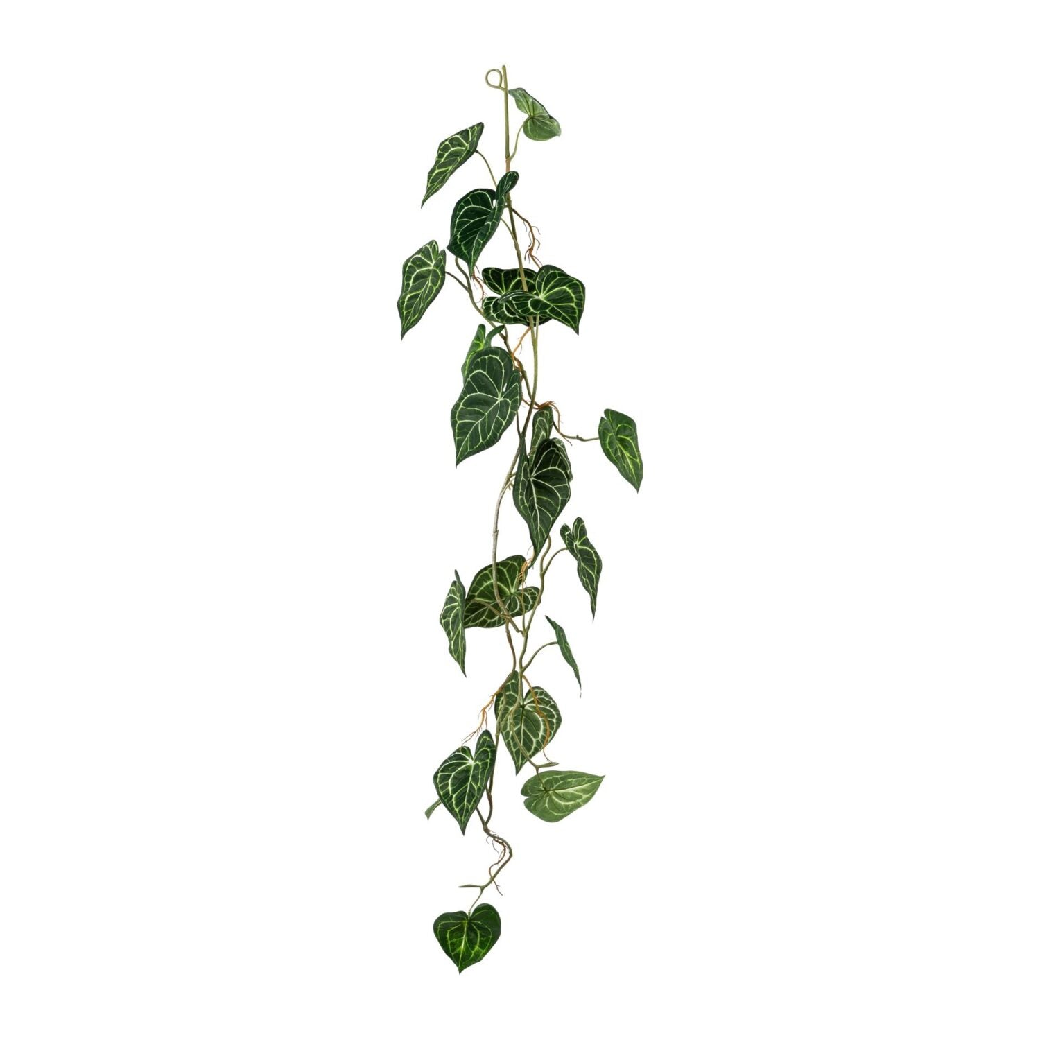 Anthurium ranke L 110 cm