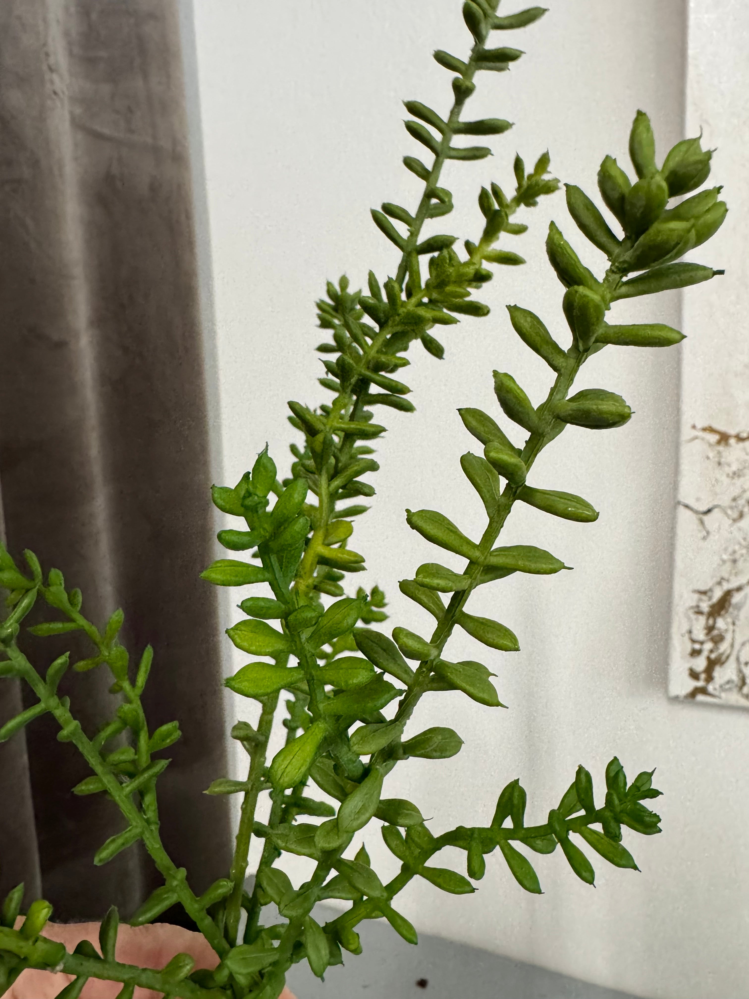 Sedum stilk 41 cm