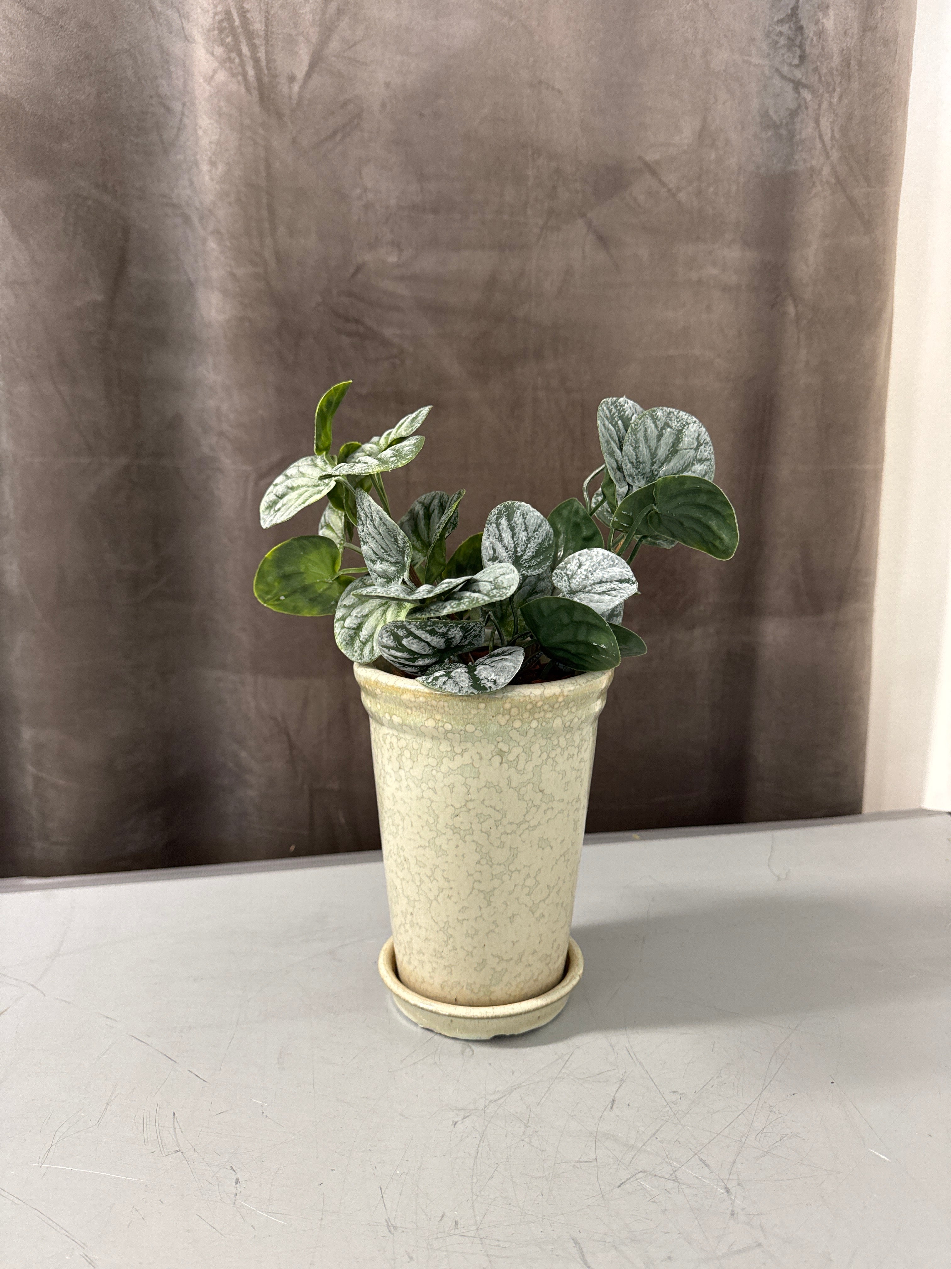 Peperonia stilk