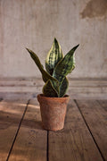 Sansiveria 35 cm