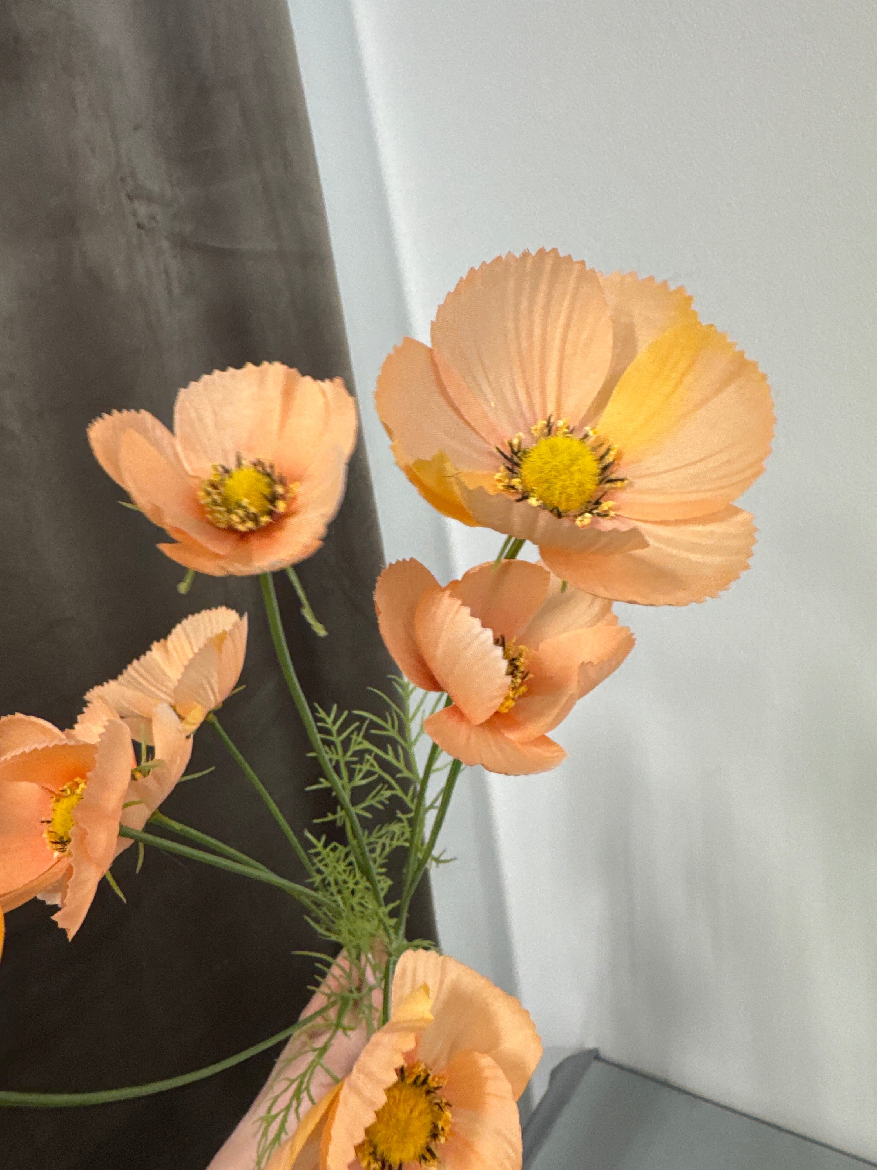 Cosmos peach