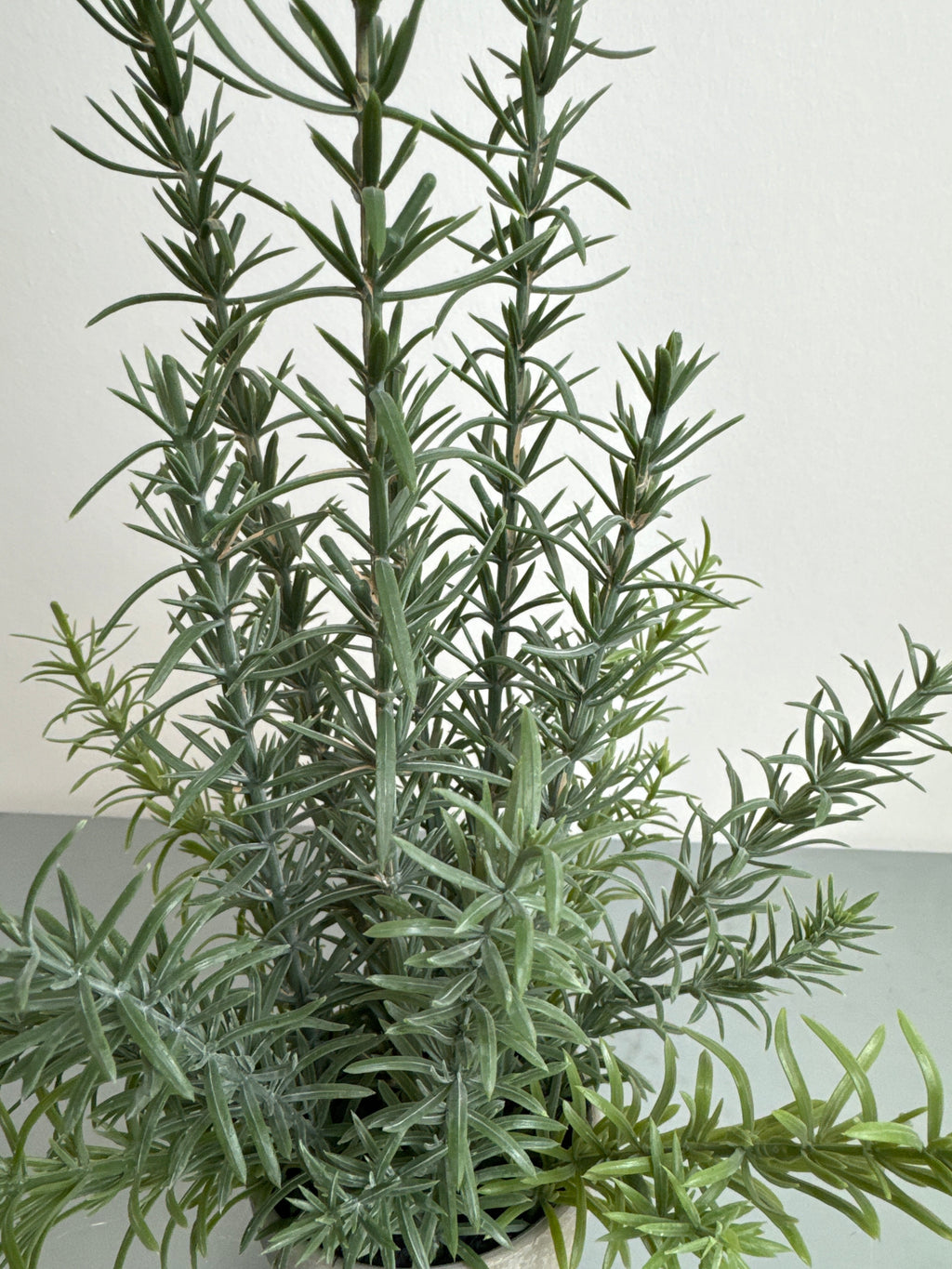 Rosmarin i potte 41 cm