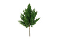 Cypres bundt m/ 5 stk h 48 cm
