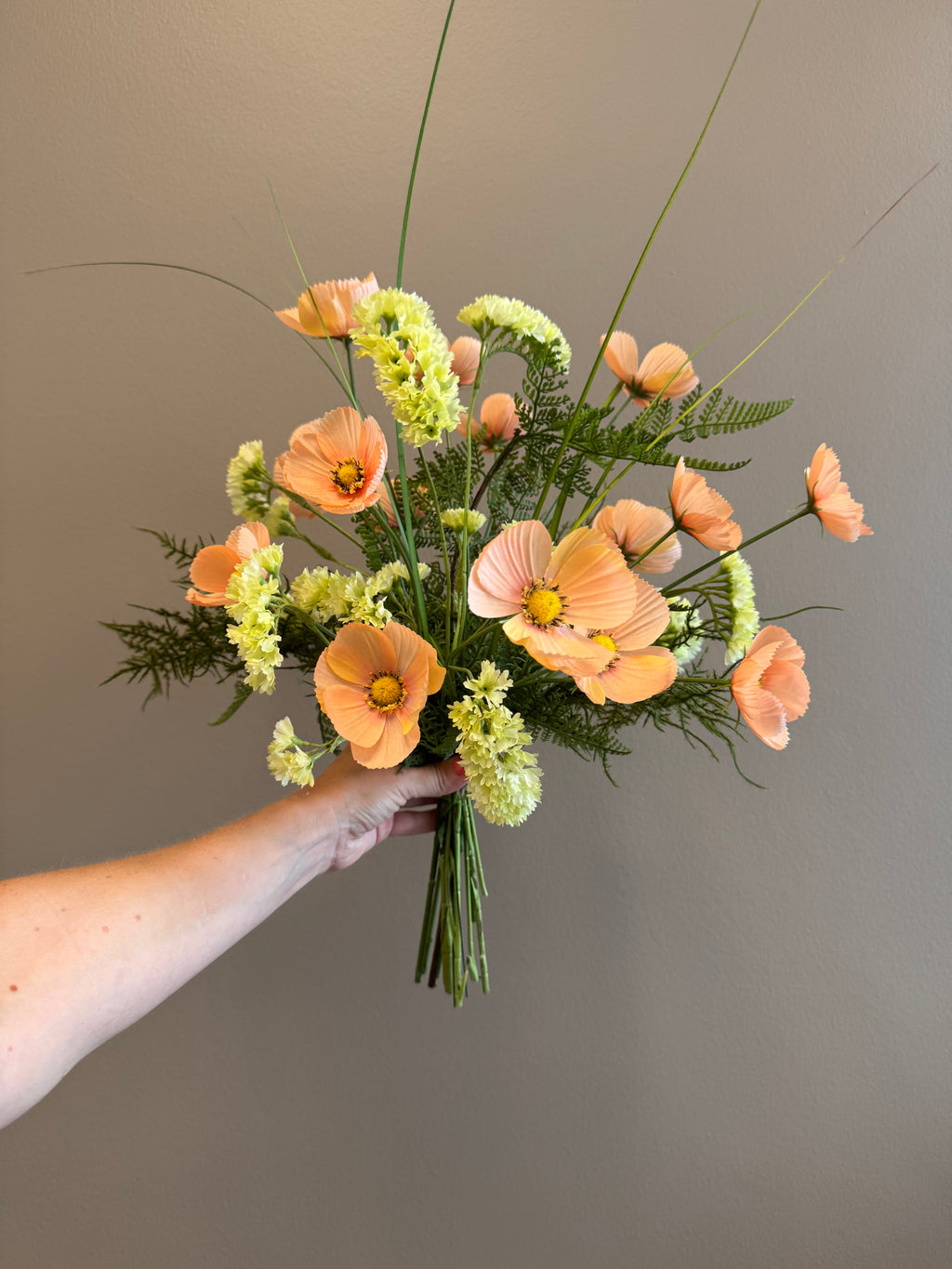 Cosmos peach 10