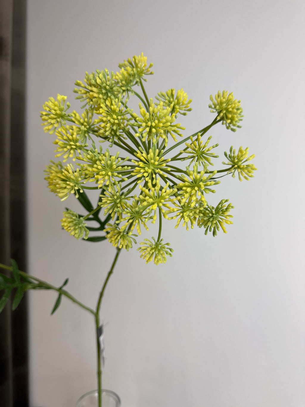 Skærm blomst stor gul