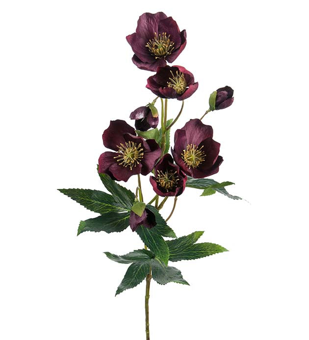 Julerose burgundy