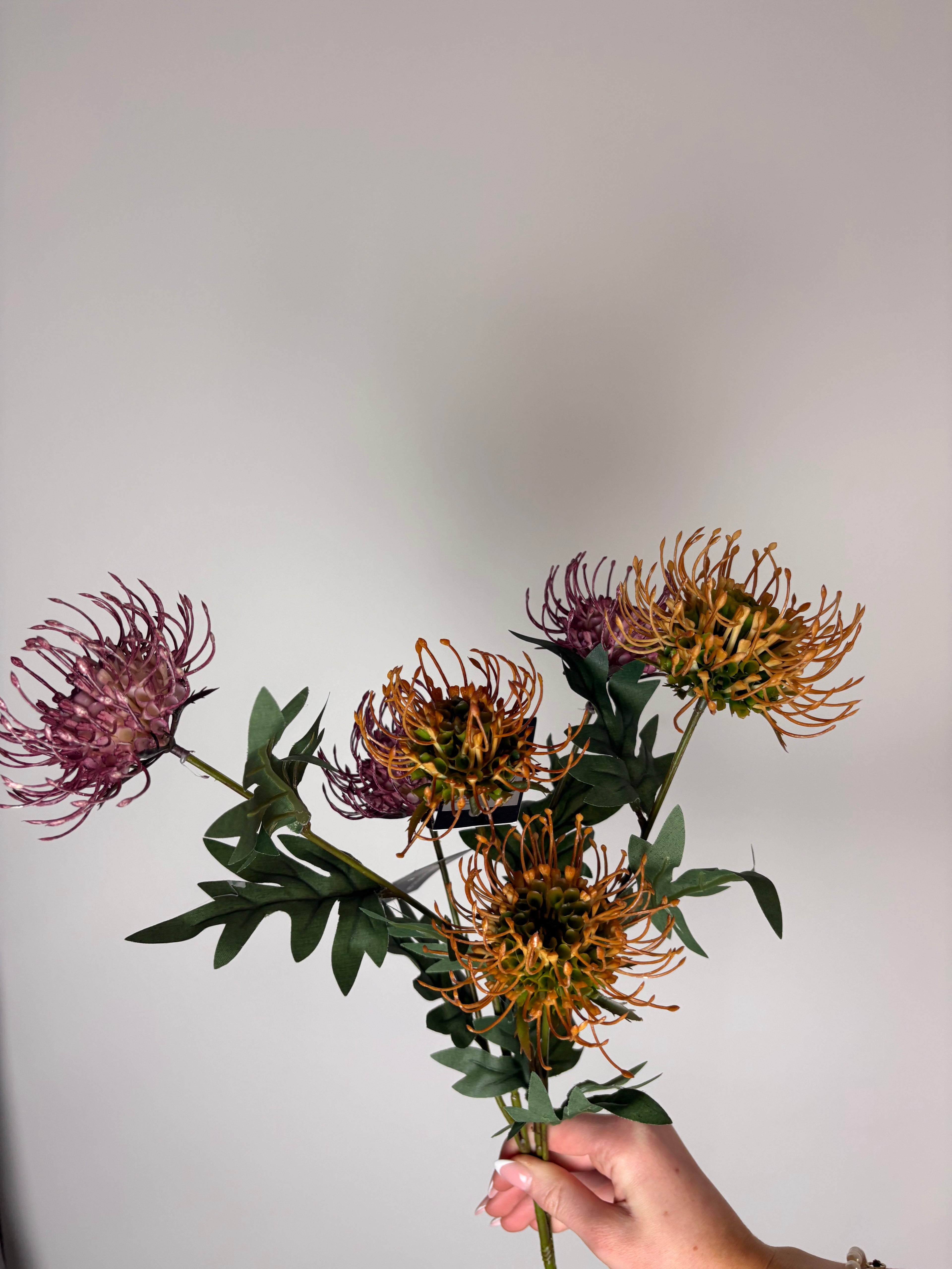 Protea blomst orange
