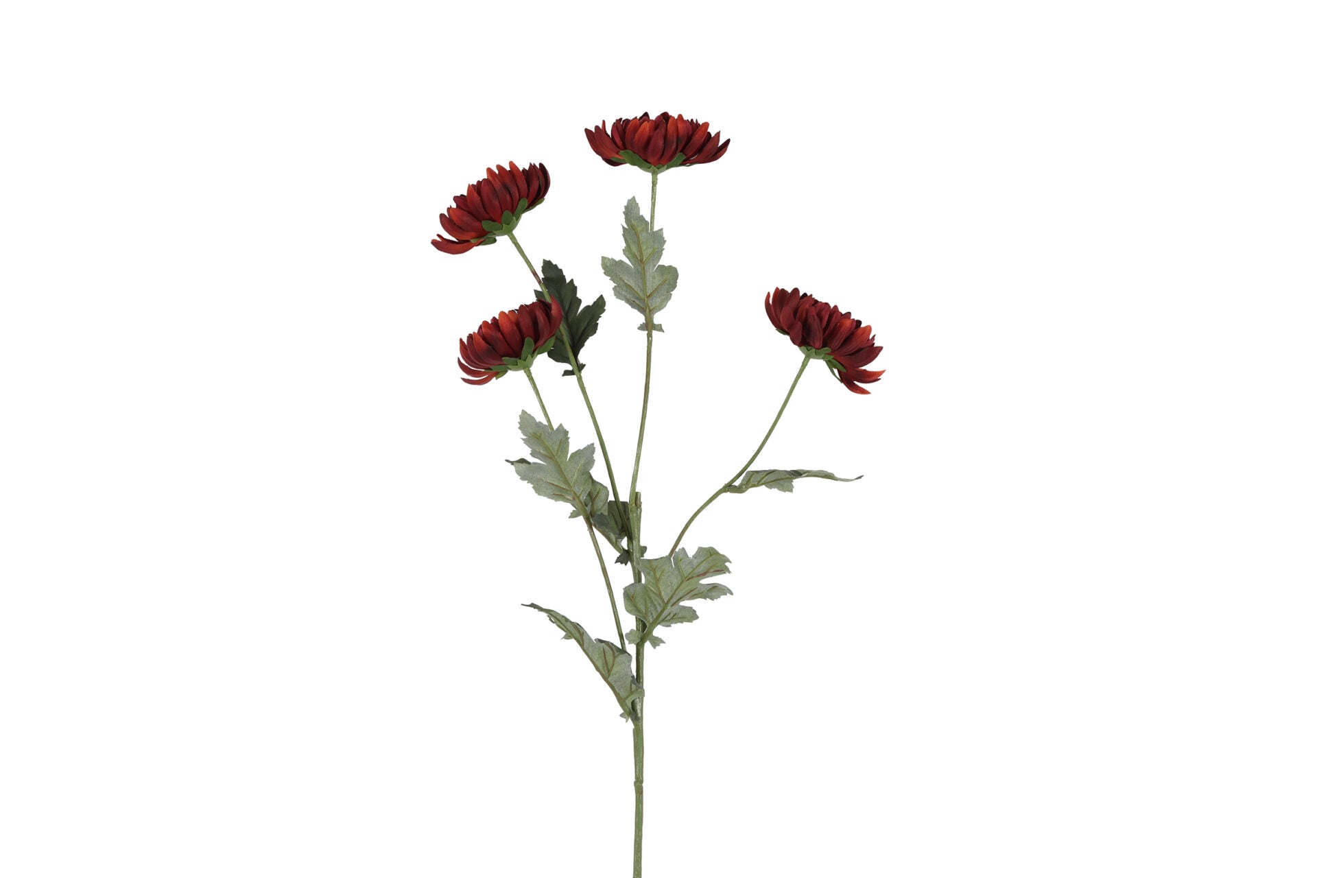 Chrysanthemum brun h 83 cm
