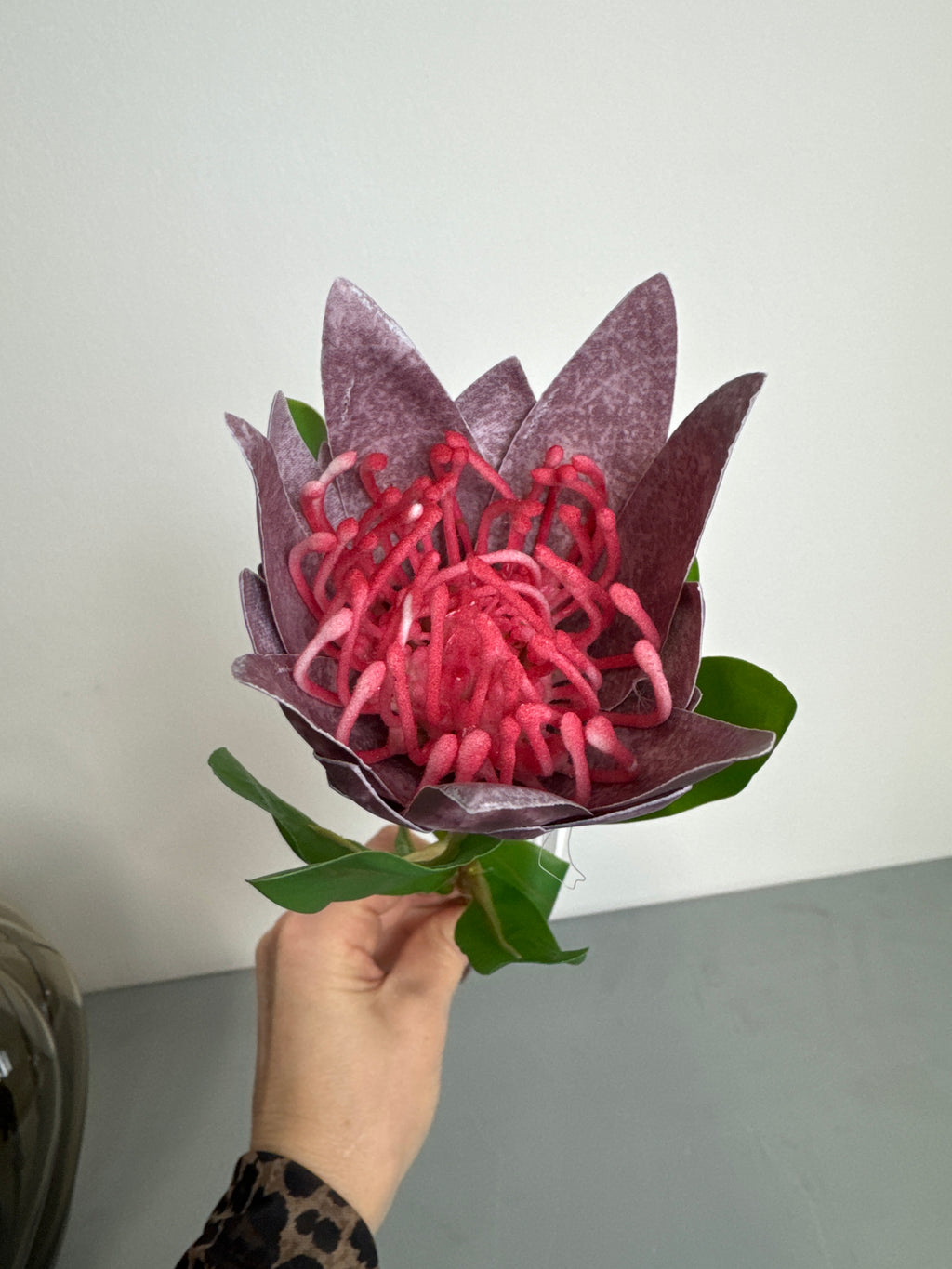 Protea lilla
