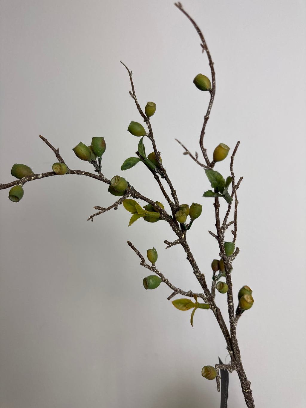 Eucalyptus gren med bær grøn