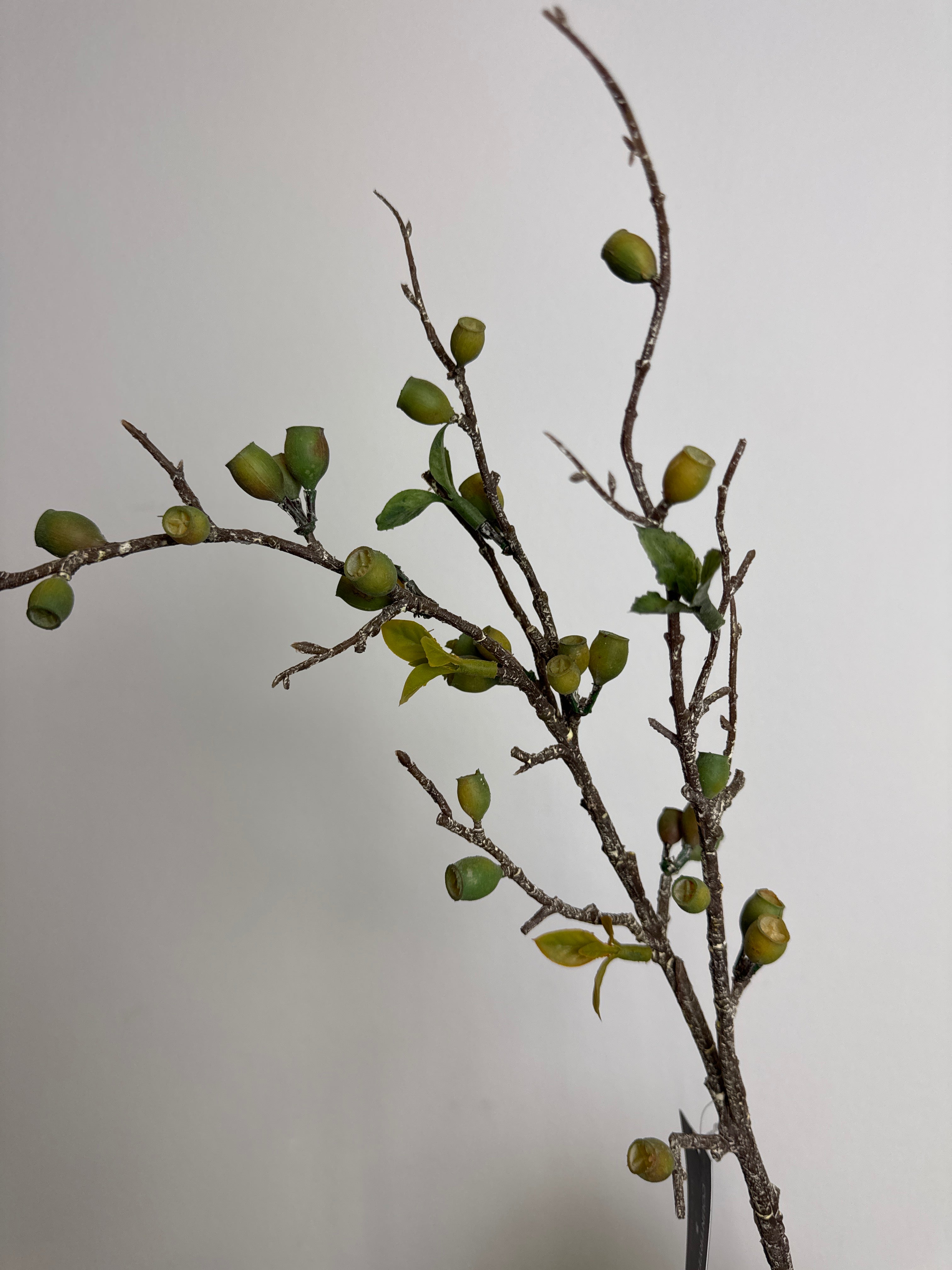 Eucalyptus gren med bær grøn