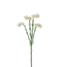 Statice hvid 60 cm