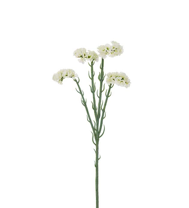 Statice hvid 60 cm