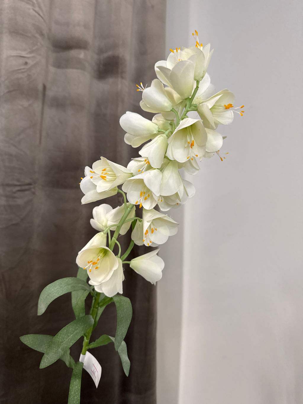 Hvid fritillaria stor