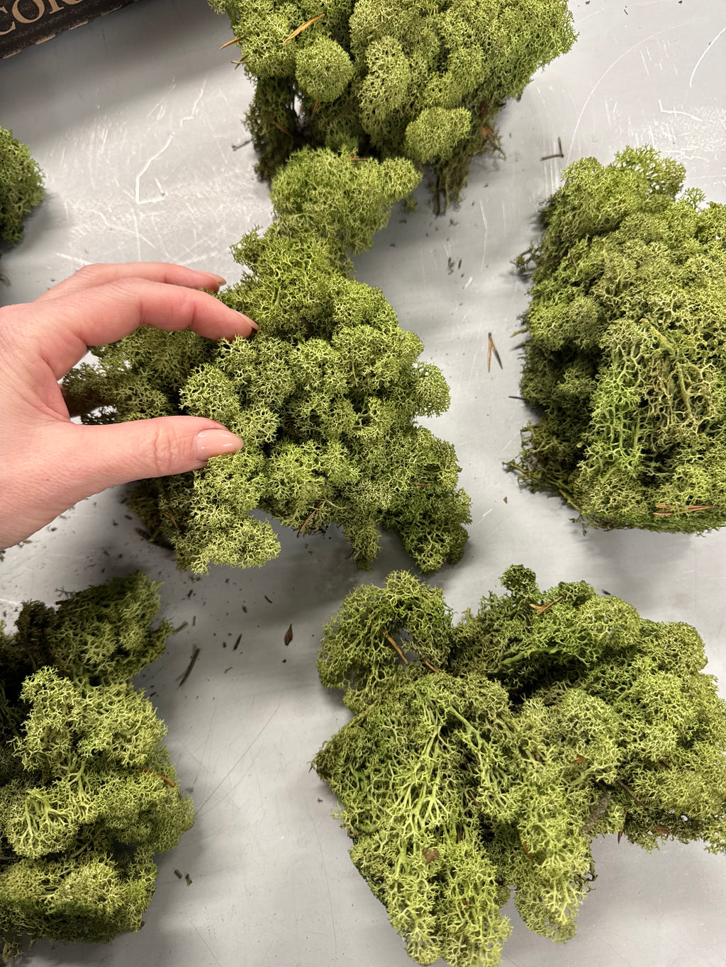 Rensdyr mos lys grøn