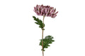 Chrysanthemum lilla h 76 cm