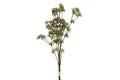Anthriscus bundt grøn h 67 cm
