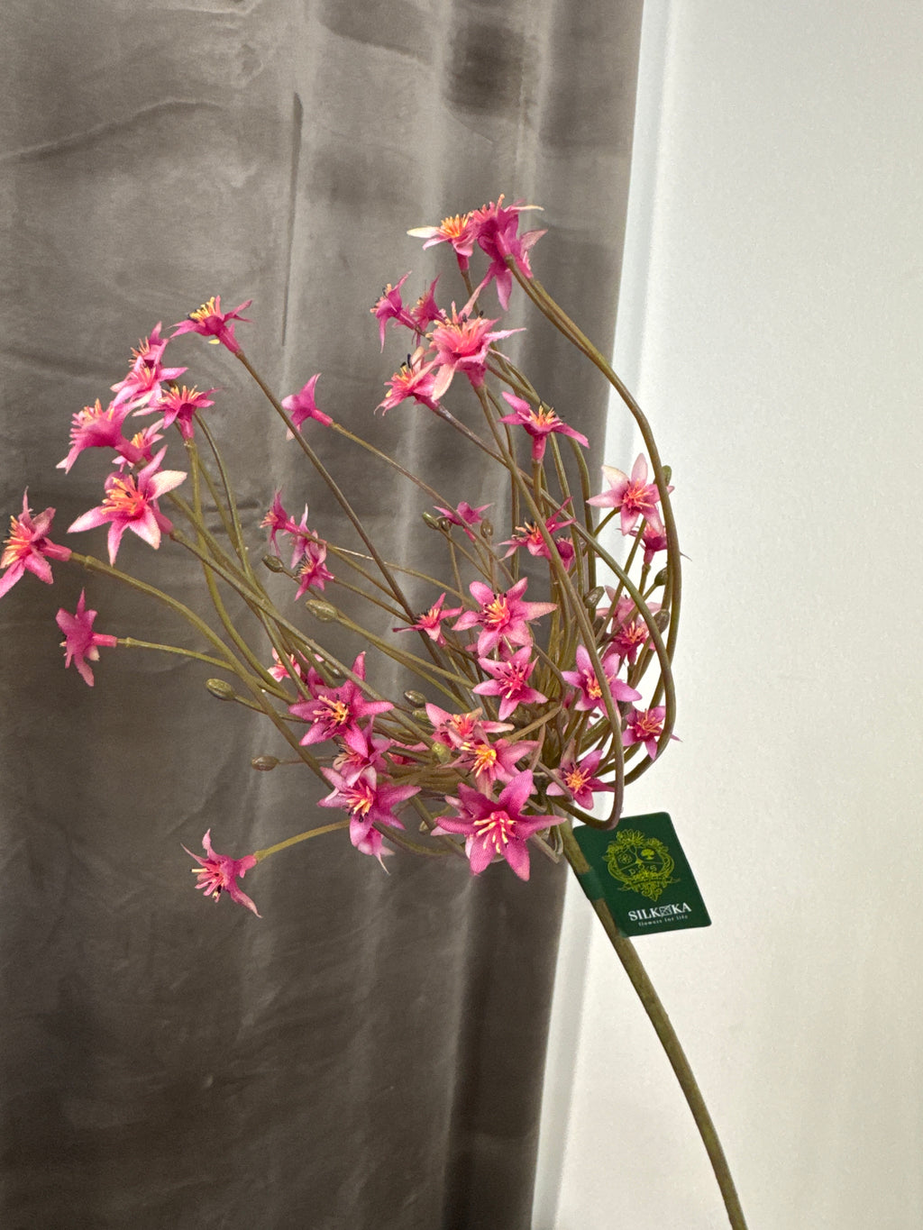 Allium pink