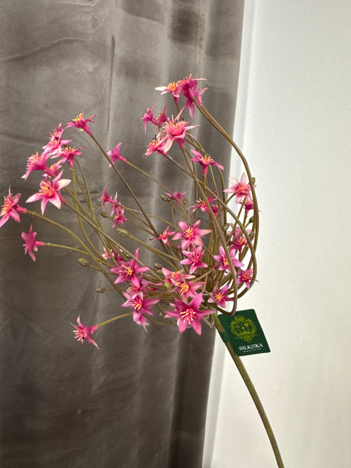 Allium pink