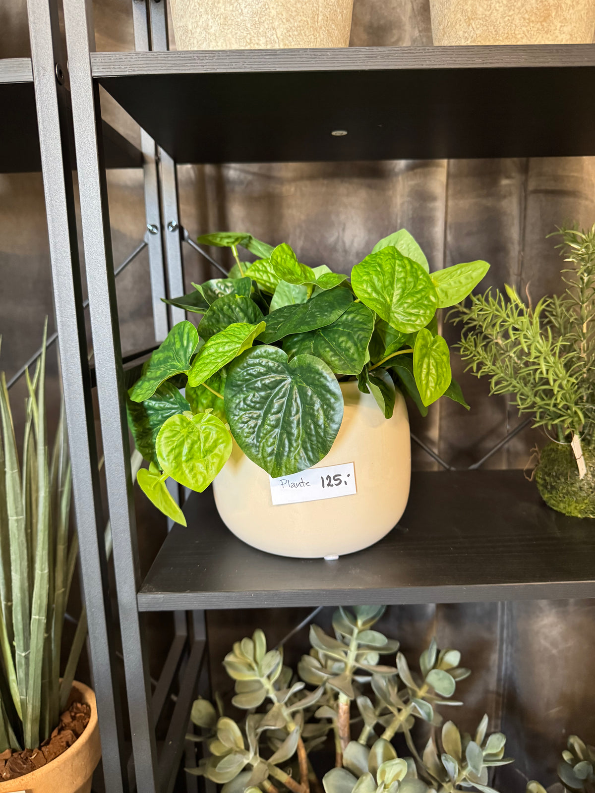 Peperomia 25 cm