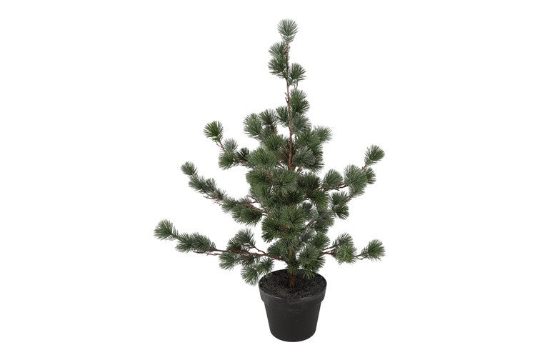 Ceder træ støvet grøn i potte h 79 cm