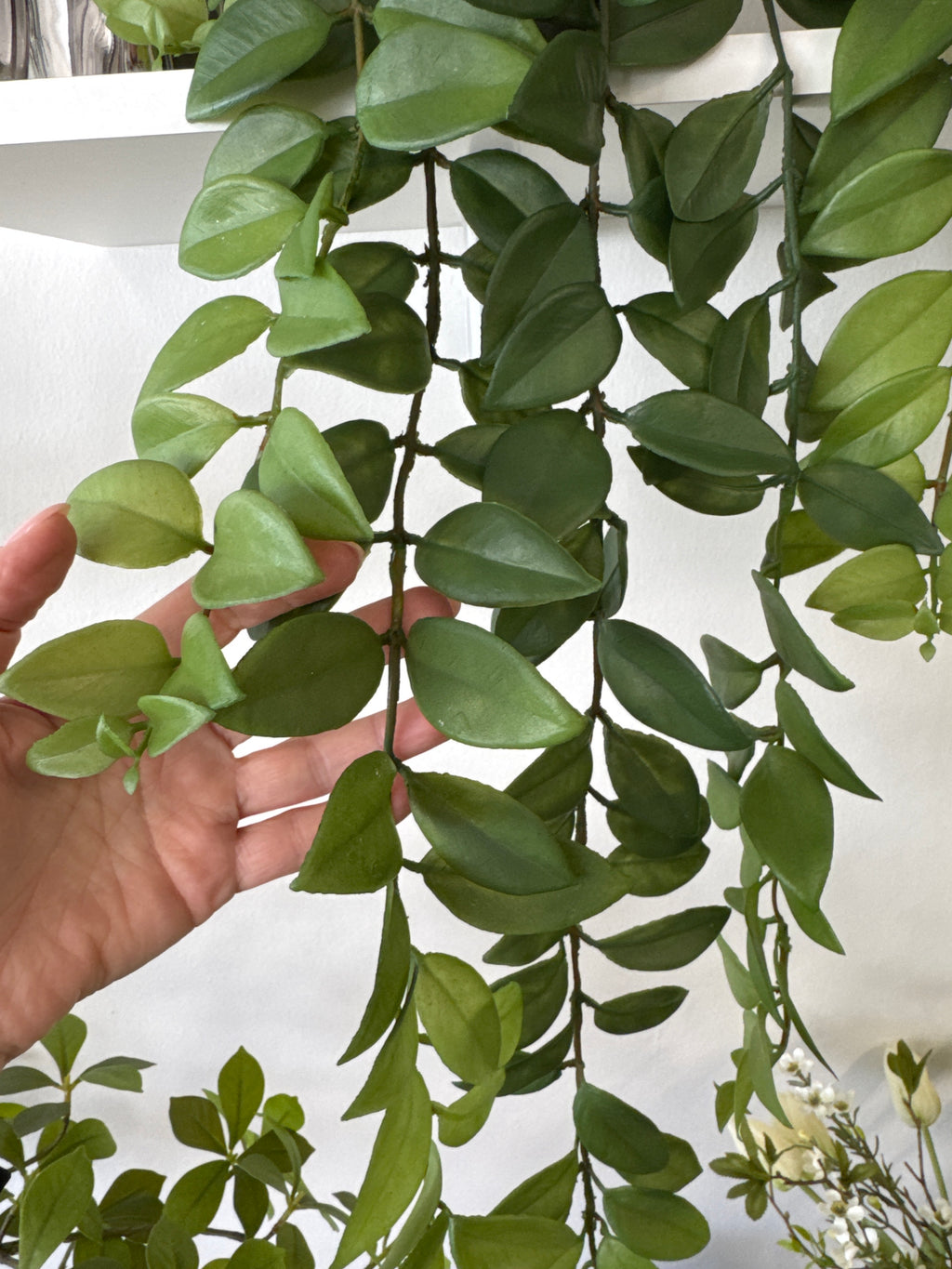 Hoya plante hænge