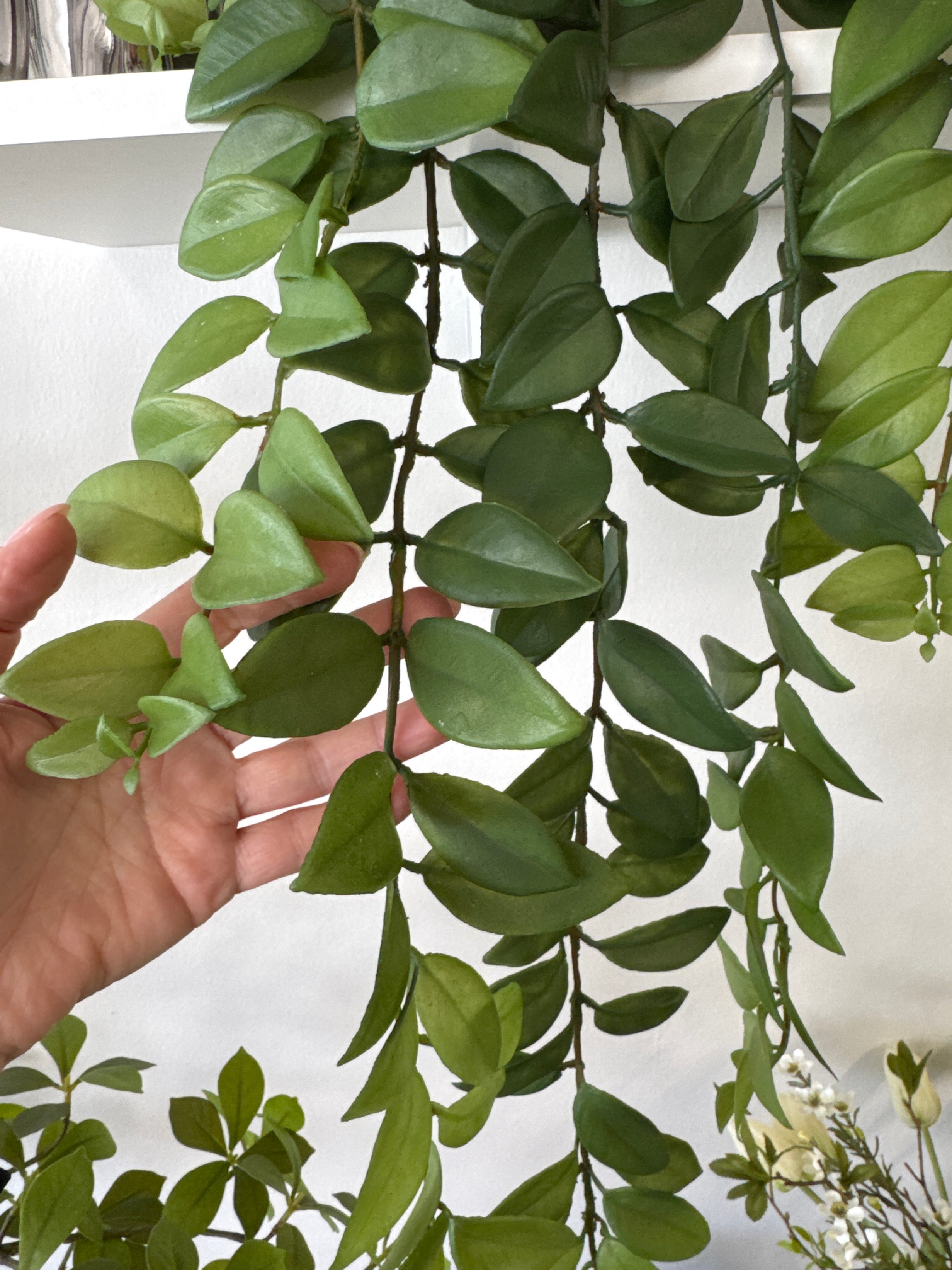 Hoya plante hænge