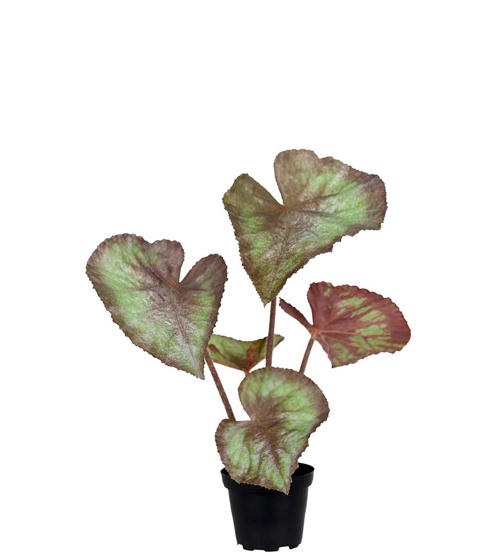 Rexbegonia 35 cm