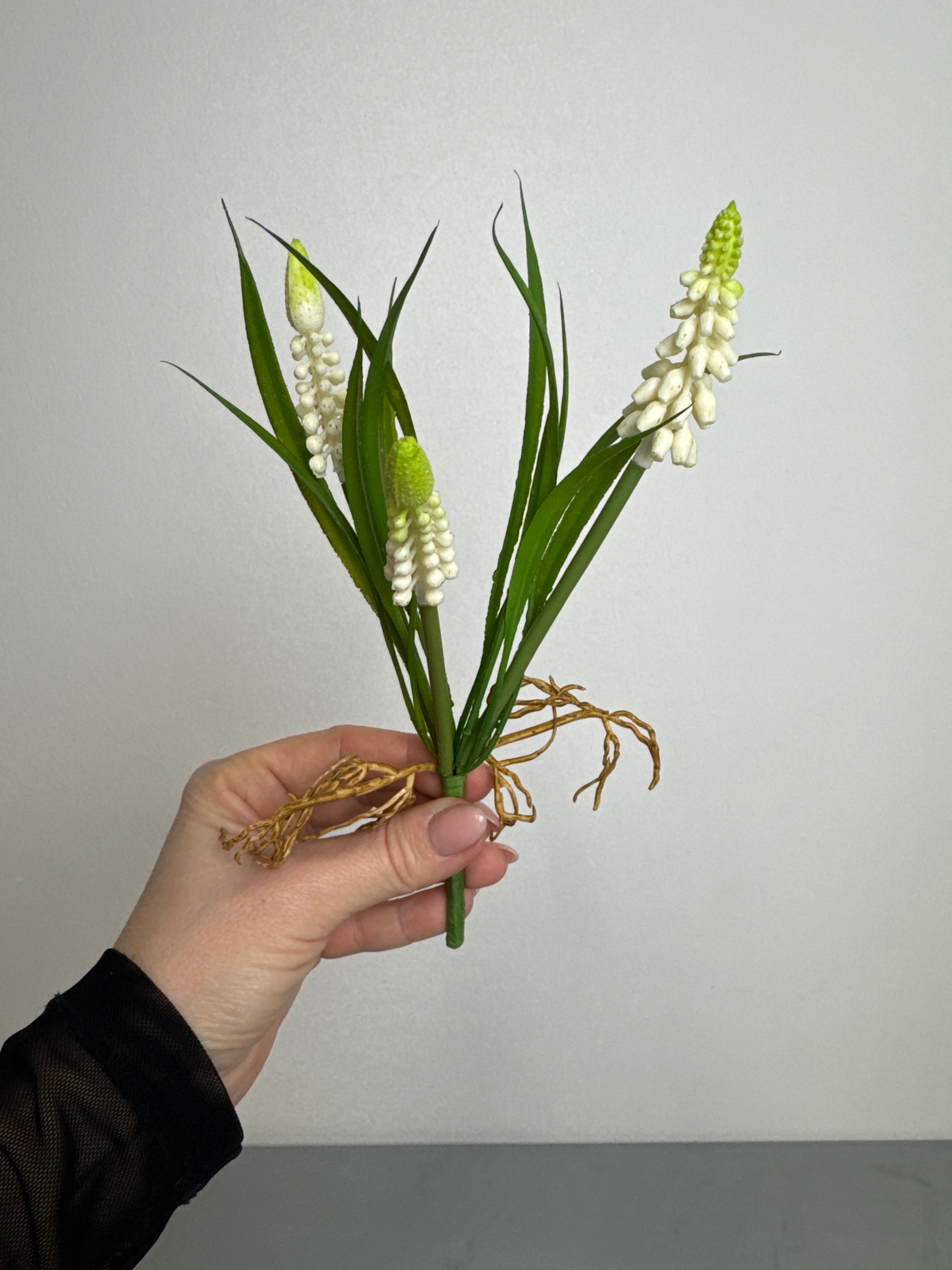 Perlehyacint med rødder hvid