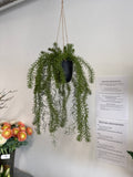 Asparagus hænge L 51cm