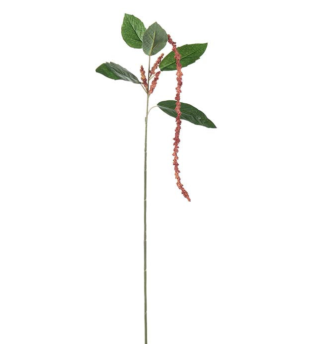 Amaranthus rosa 70 cm