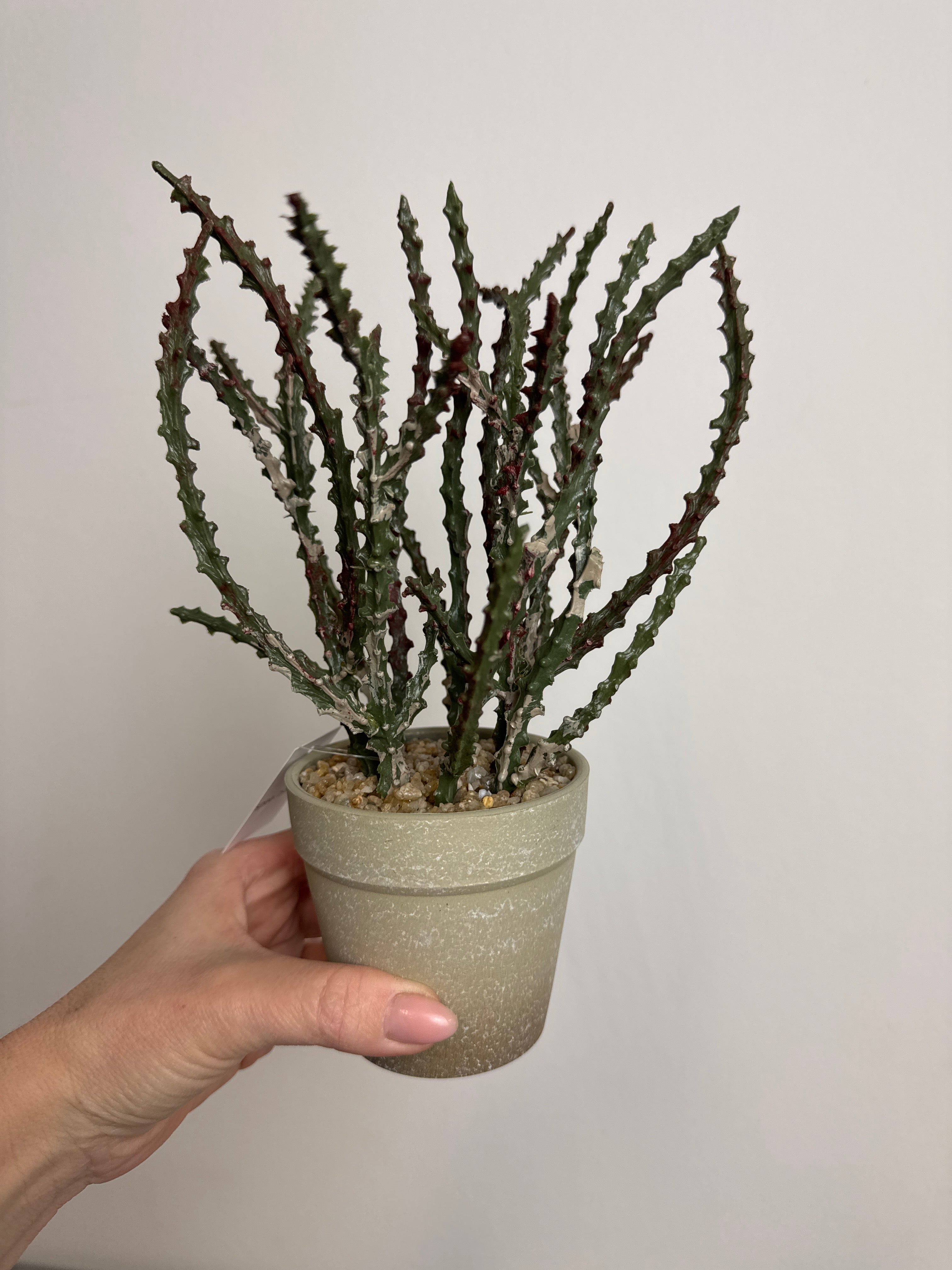 Sukkulent i potte 23 cm