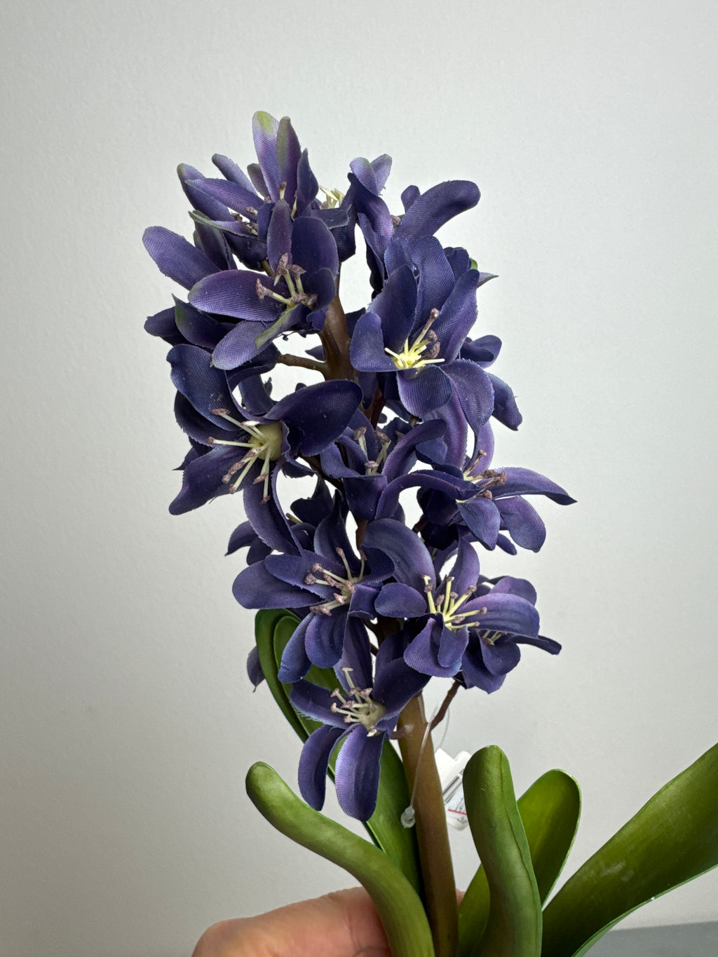 Hyacint stilk blå