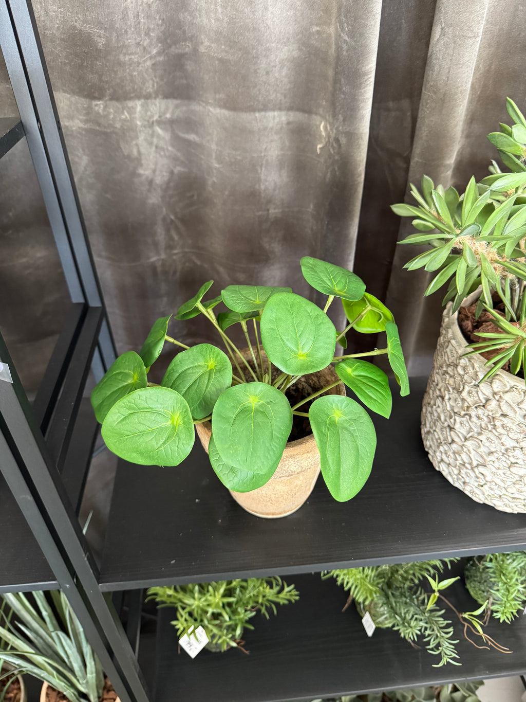 Pilea plante 25 cm