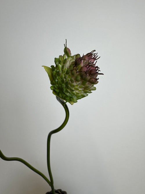 Allium grøn