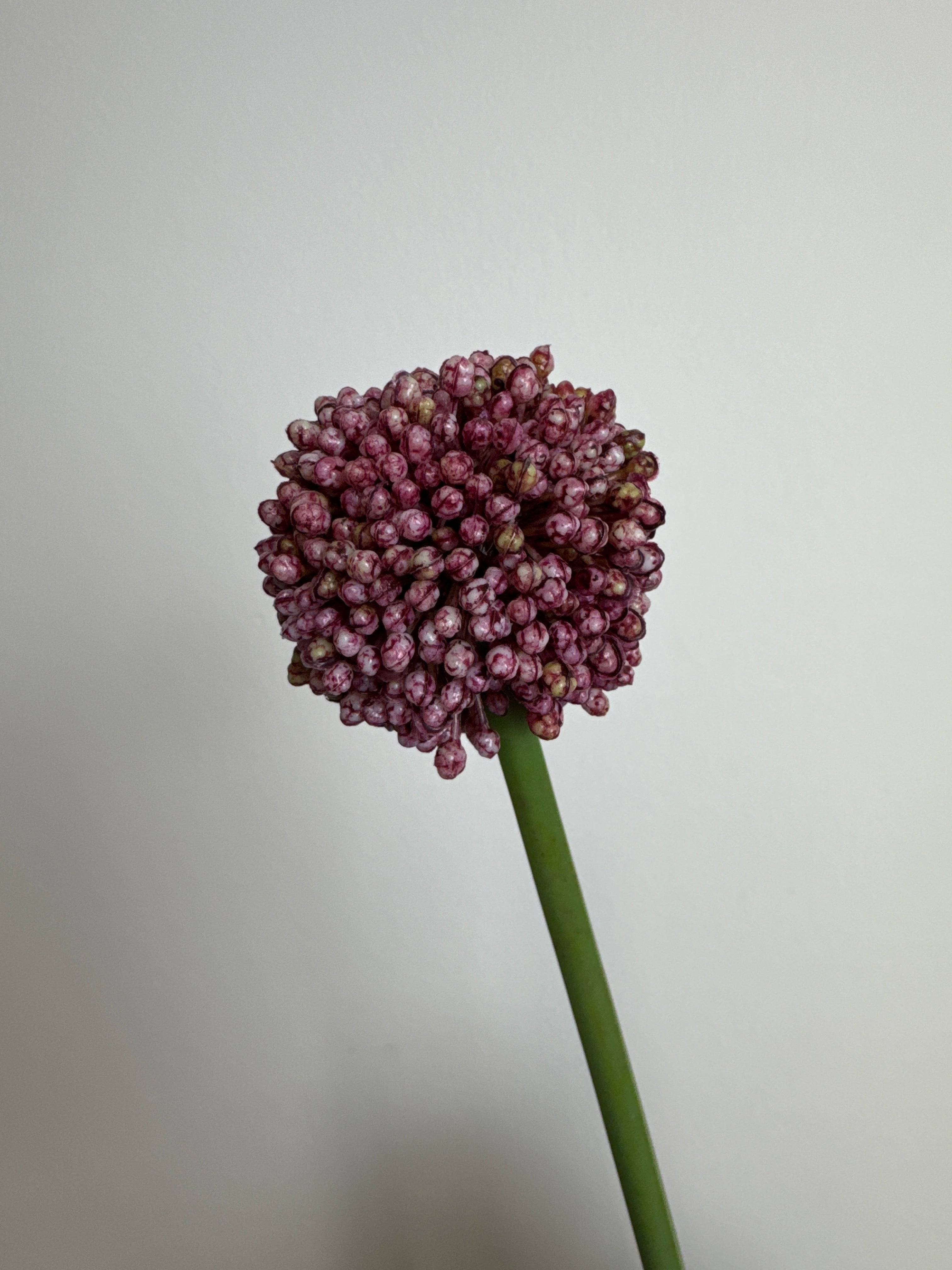 Allium kugleblomst