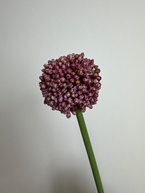 Allium kugleblomst