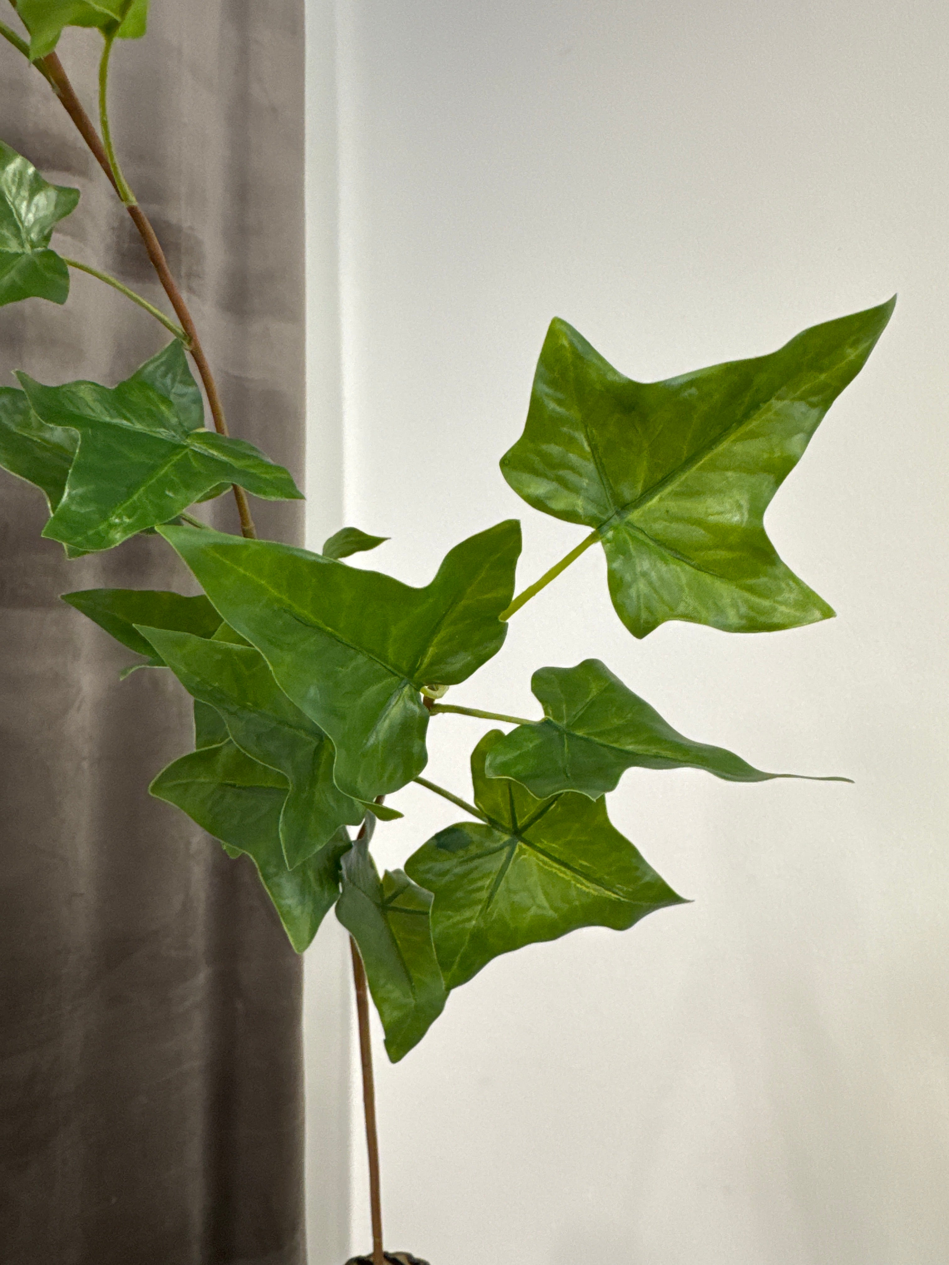 Grønt blad (murgrena)