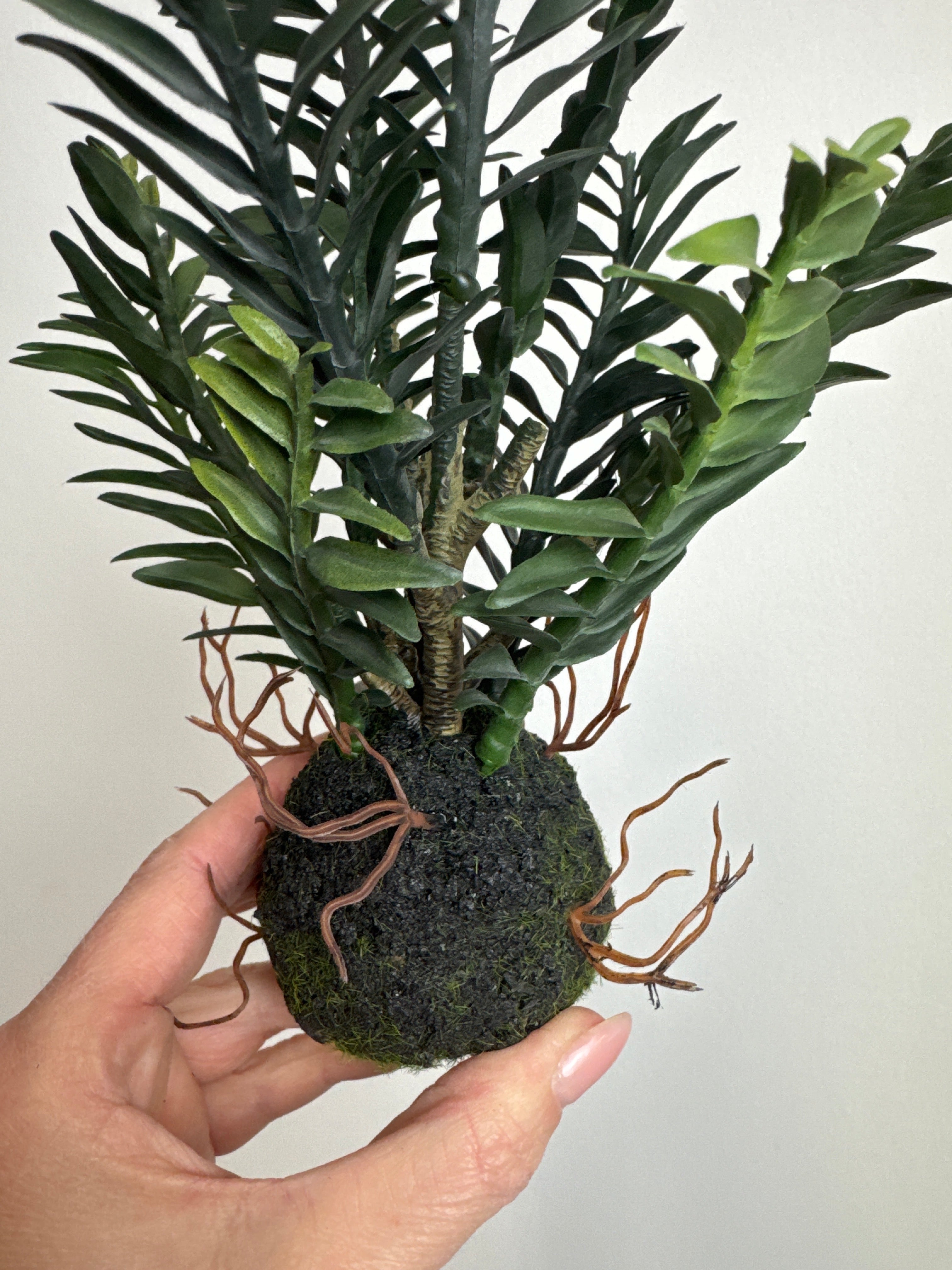 Pedilanthus m rod 25 cm