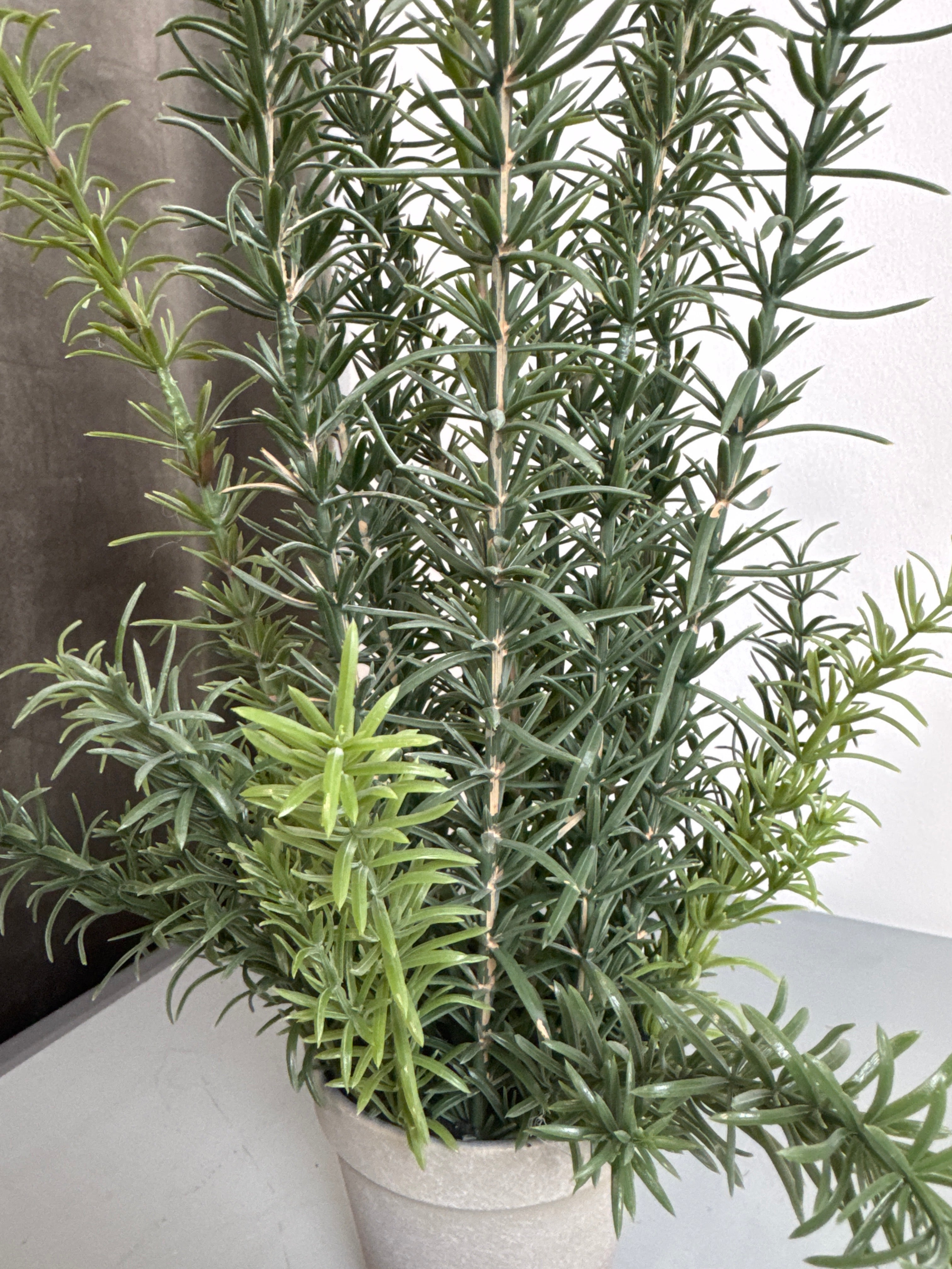 Rosmarin i potte 58 cm