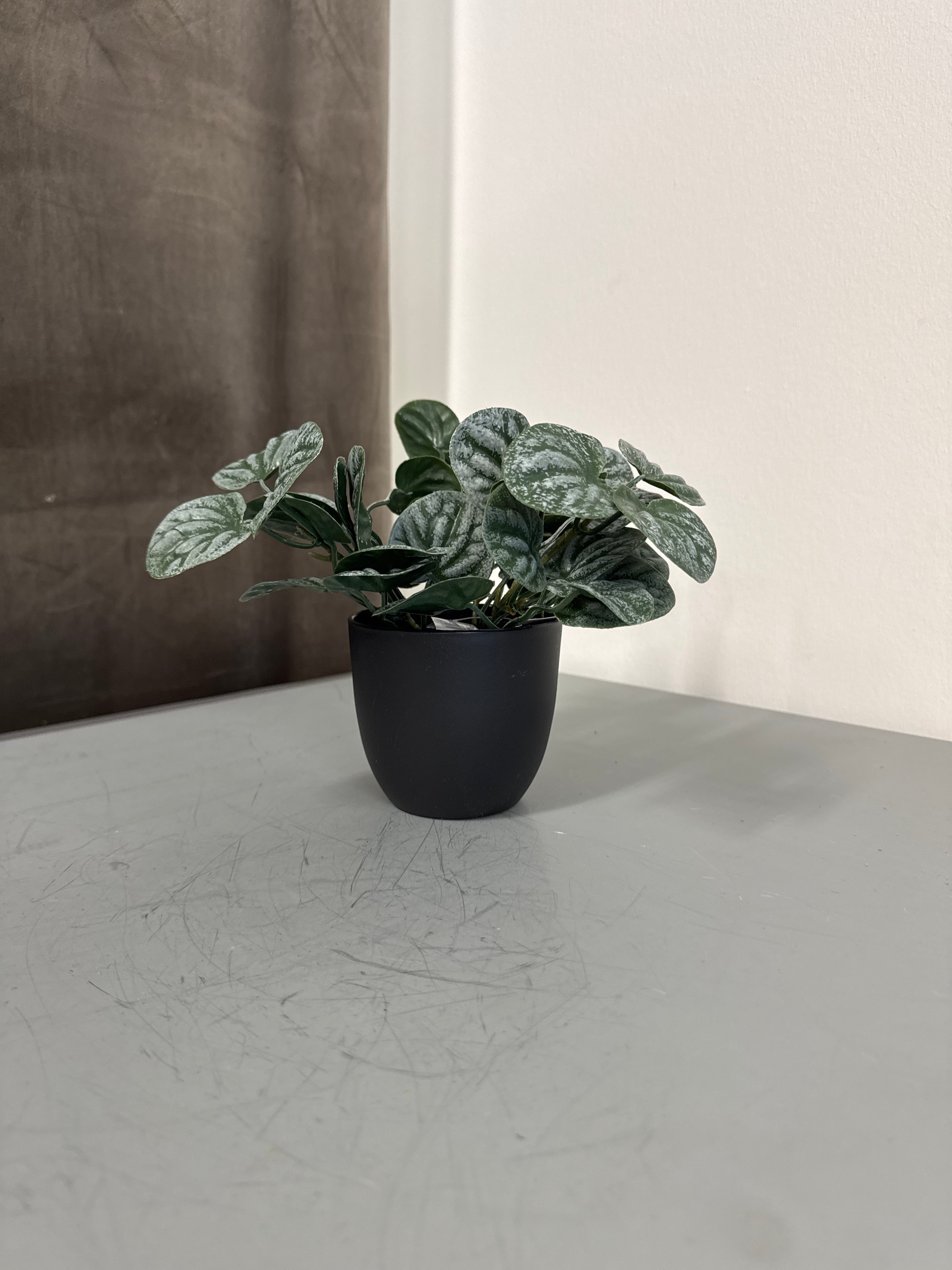 Grøn peperomia