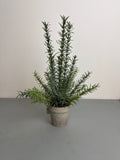 Rosmarin i potte 41 cm