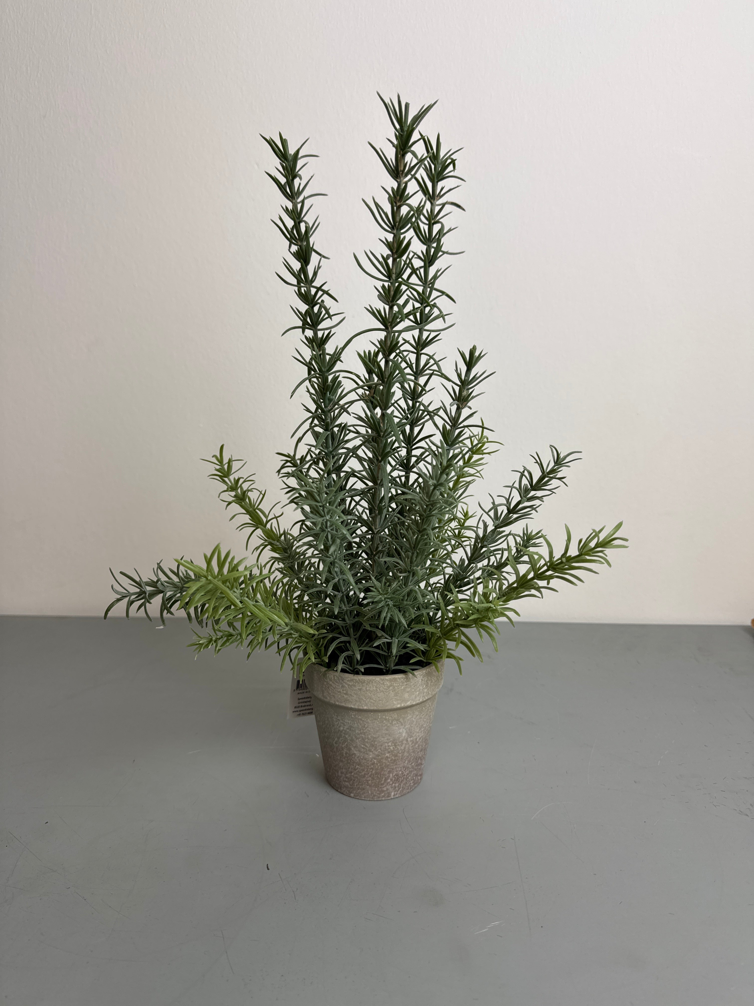 Rosmarin i potte 41 cm