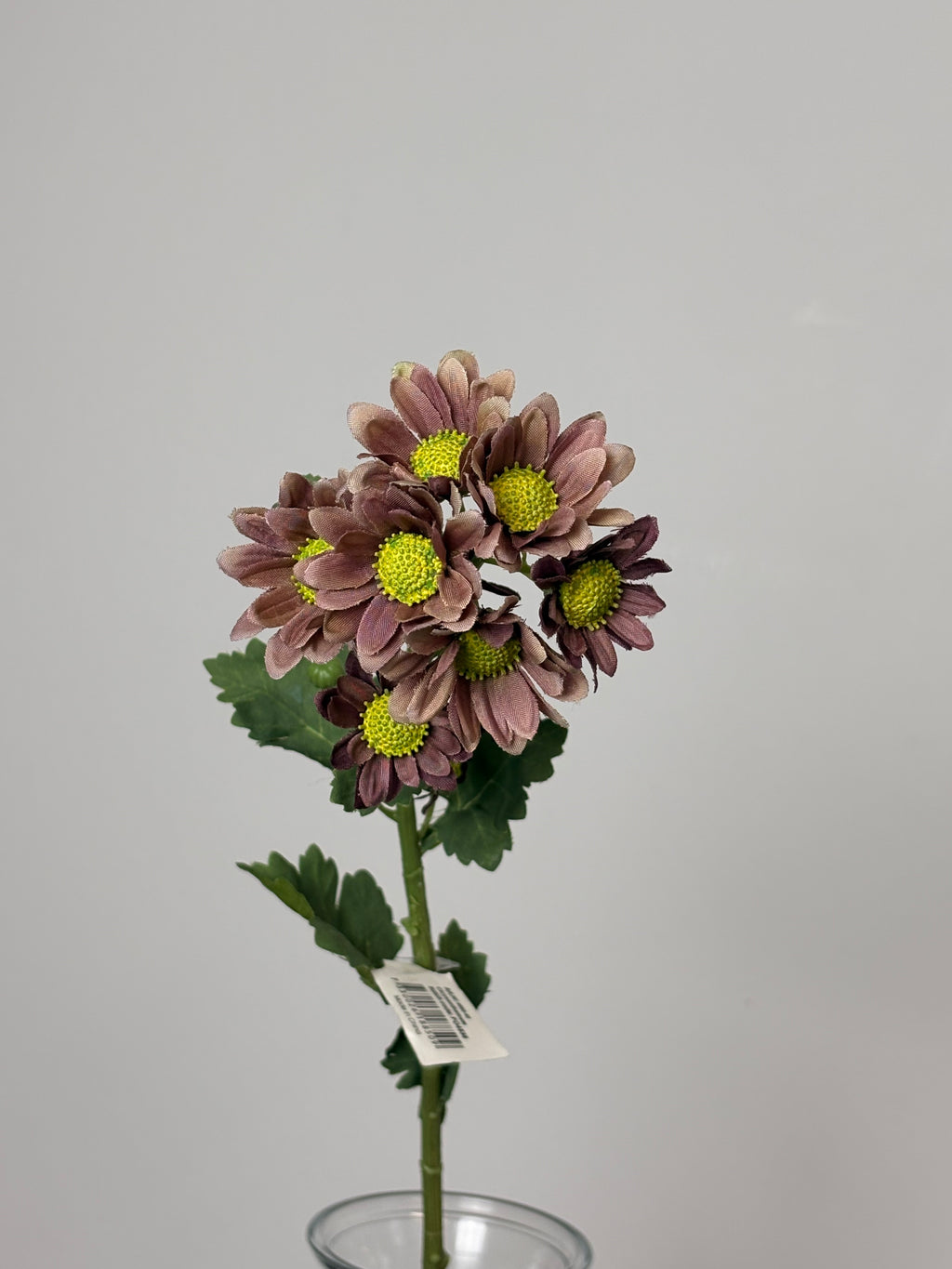 Chrysanthemum Lille 1