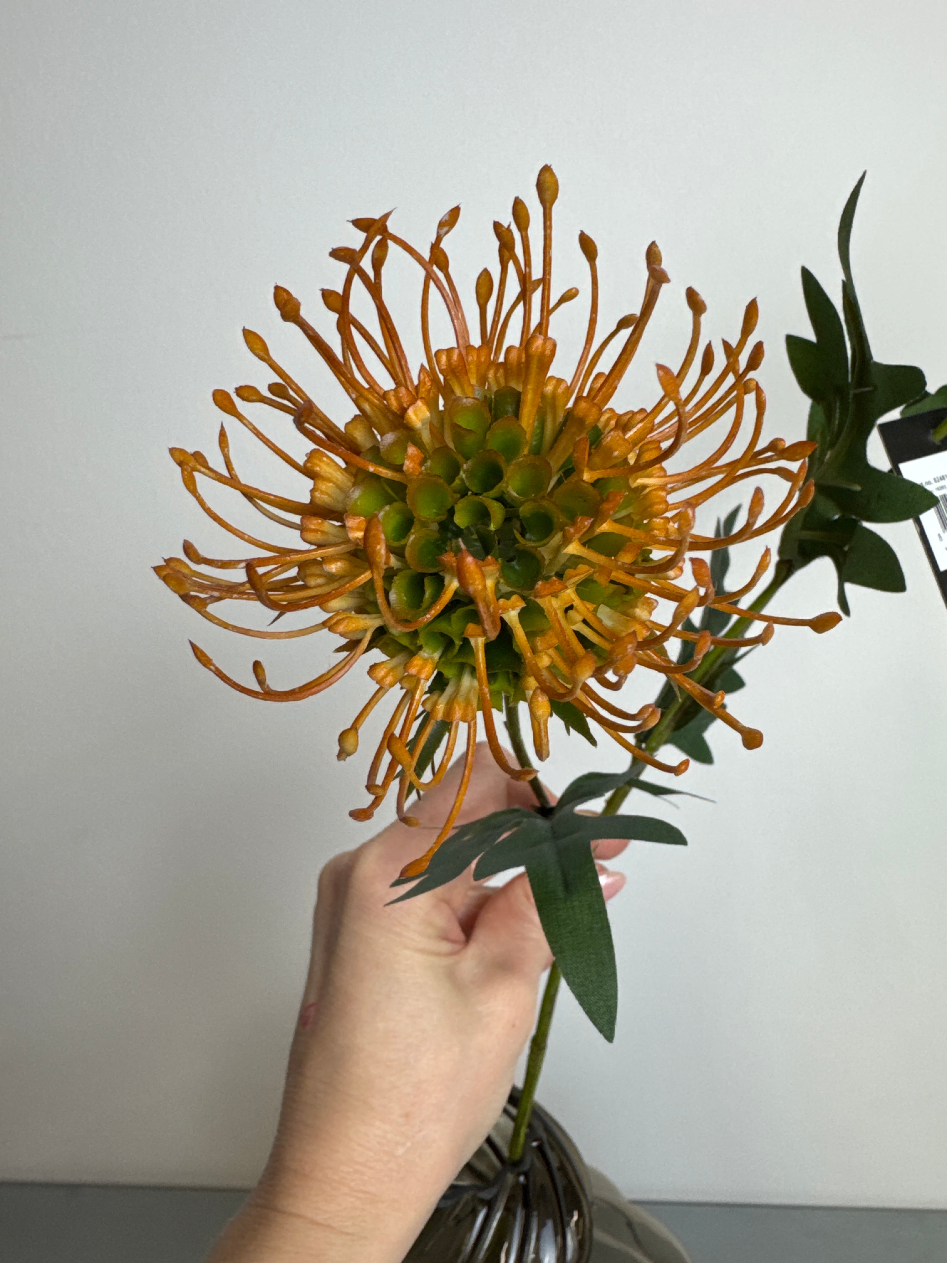 Protea blomst orange