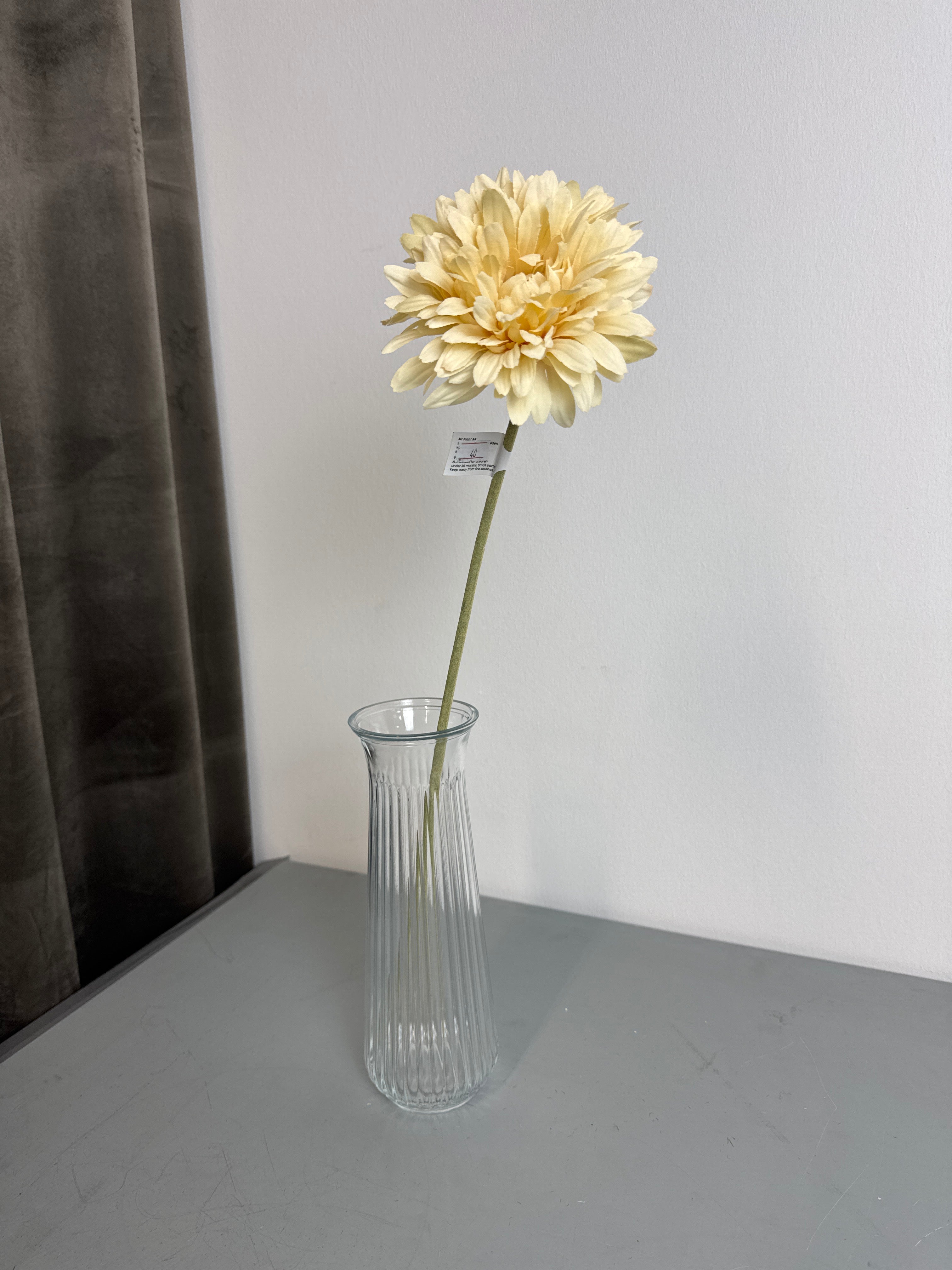 Gerbera creme