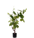 Vinstok plante 90 cm