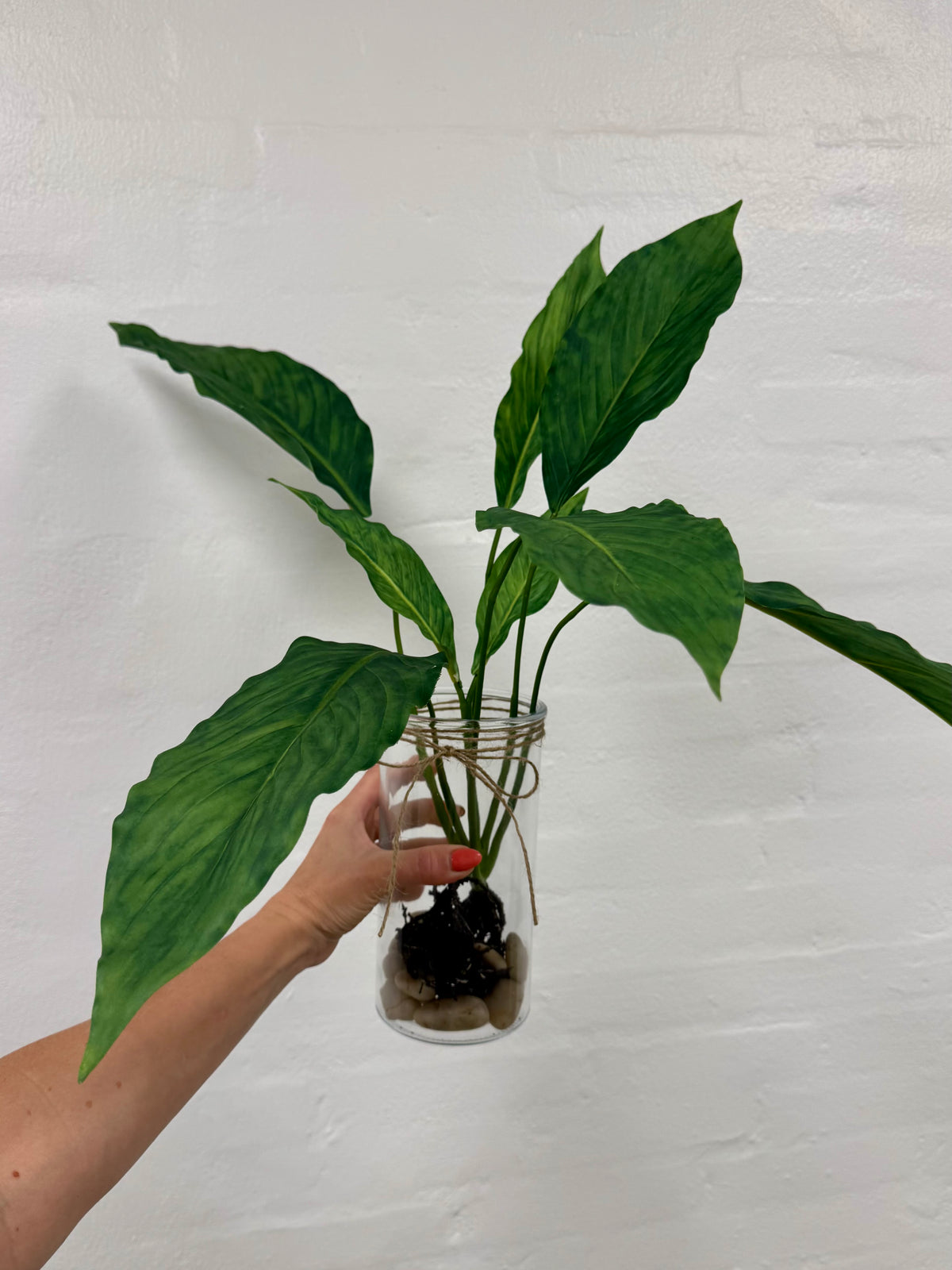 Calathea med rødder 55 cm