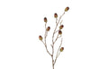 Gren m/agern h 56 cm