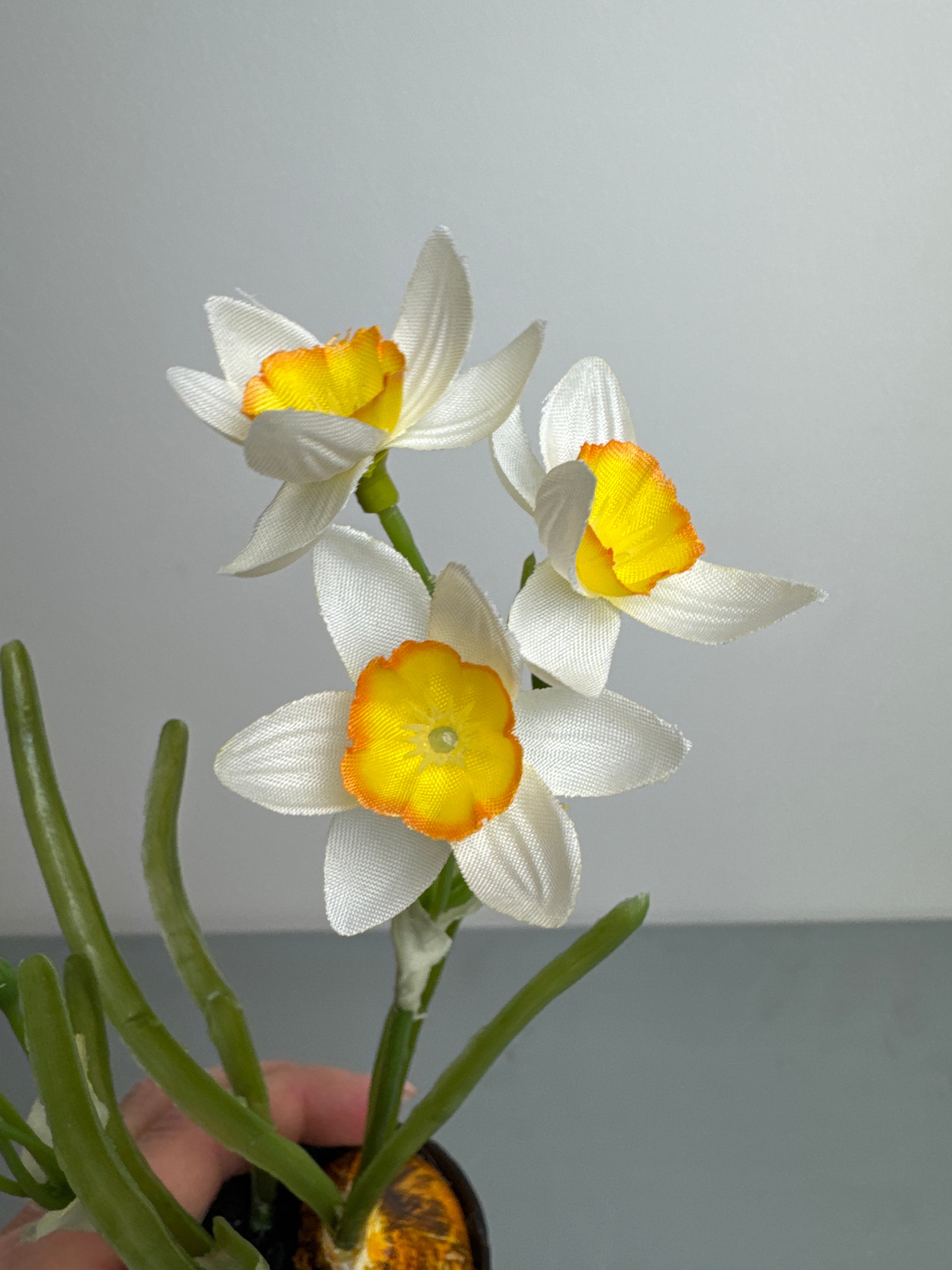 Påskelilje med løg i potte hvid